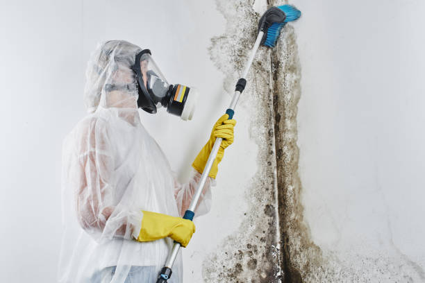 Best Emergency Mold Remediation  in Meron Park, CA